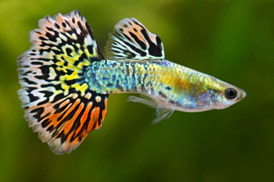 Leopard Luminous Guppy Male