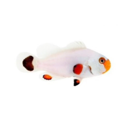 Captive Bred Wyoming White Small