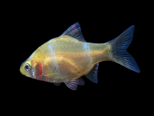 Albino Tiger Barb