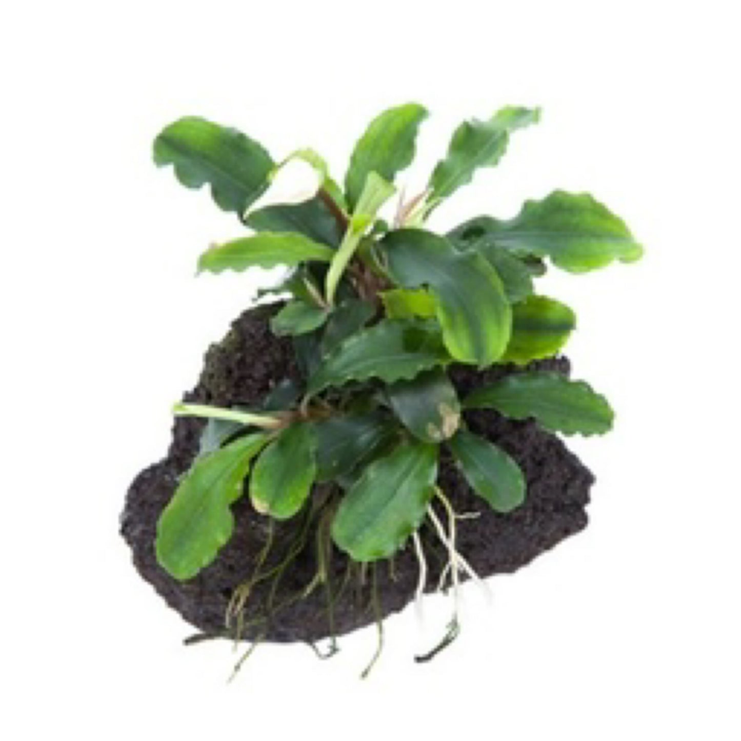 Tropica Bucephalandra pygmaea ˜Wavy Green