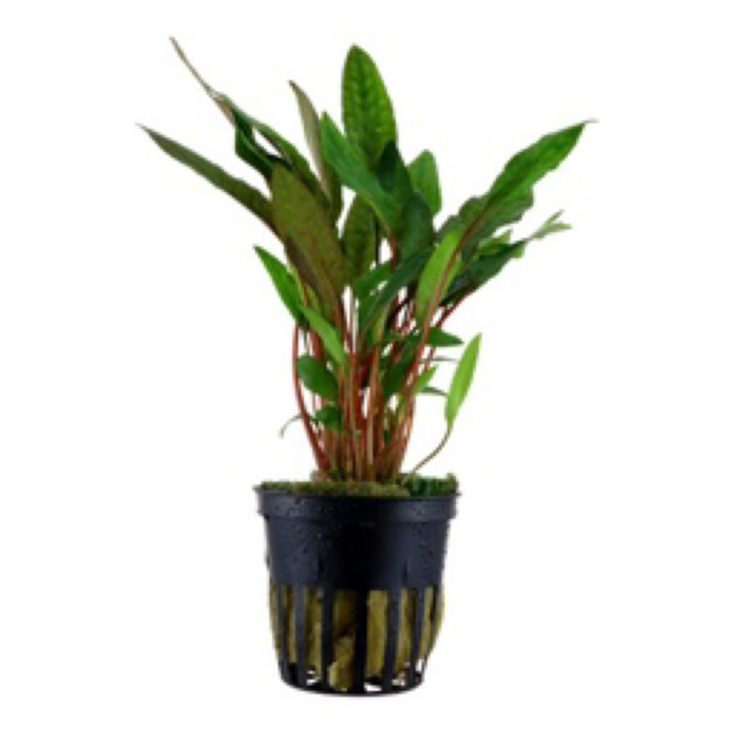 Tropica Cryptocoryne ˜Petchii