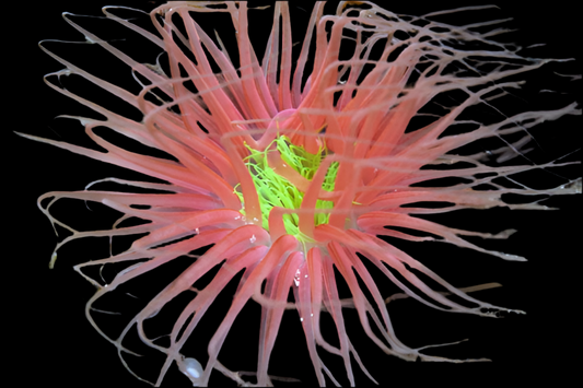 Coloured Tube Anemone
