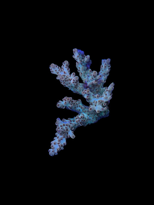 Indo Acropora Wysiwyg 16