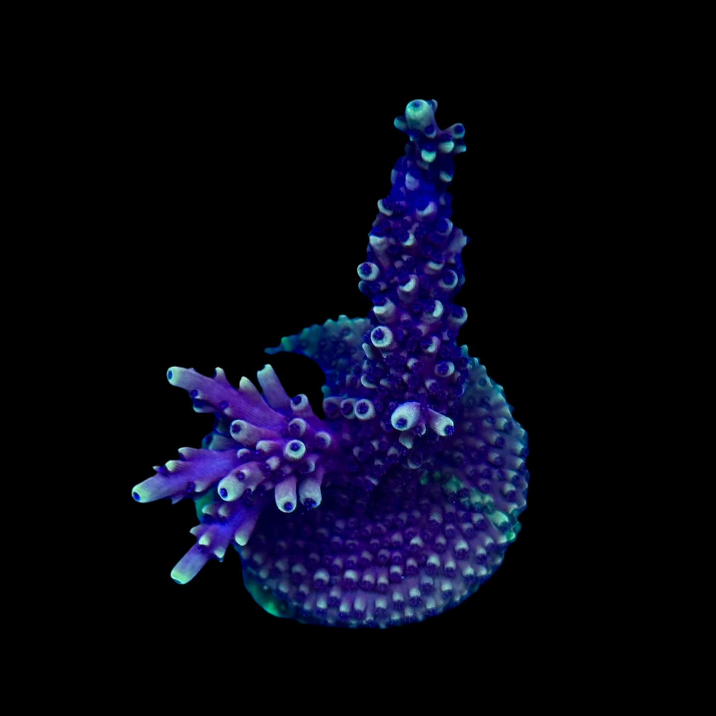 Pink Cadillac chunky frag