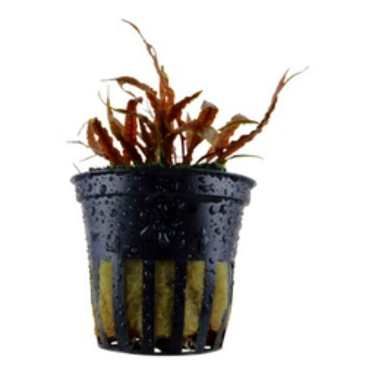 Tropica Cryptocoryne albida 'Brown'