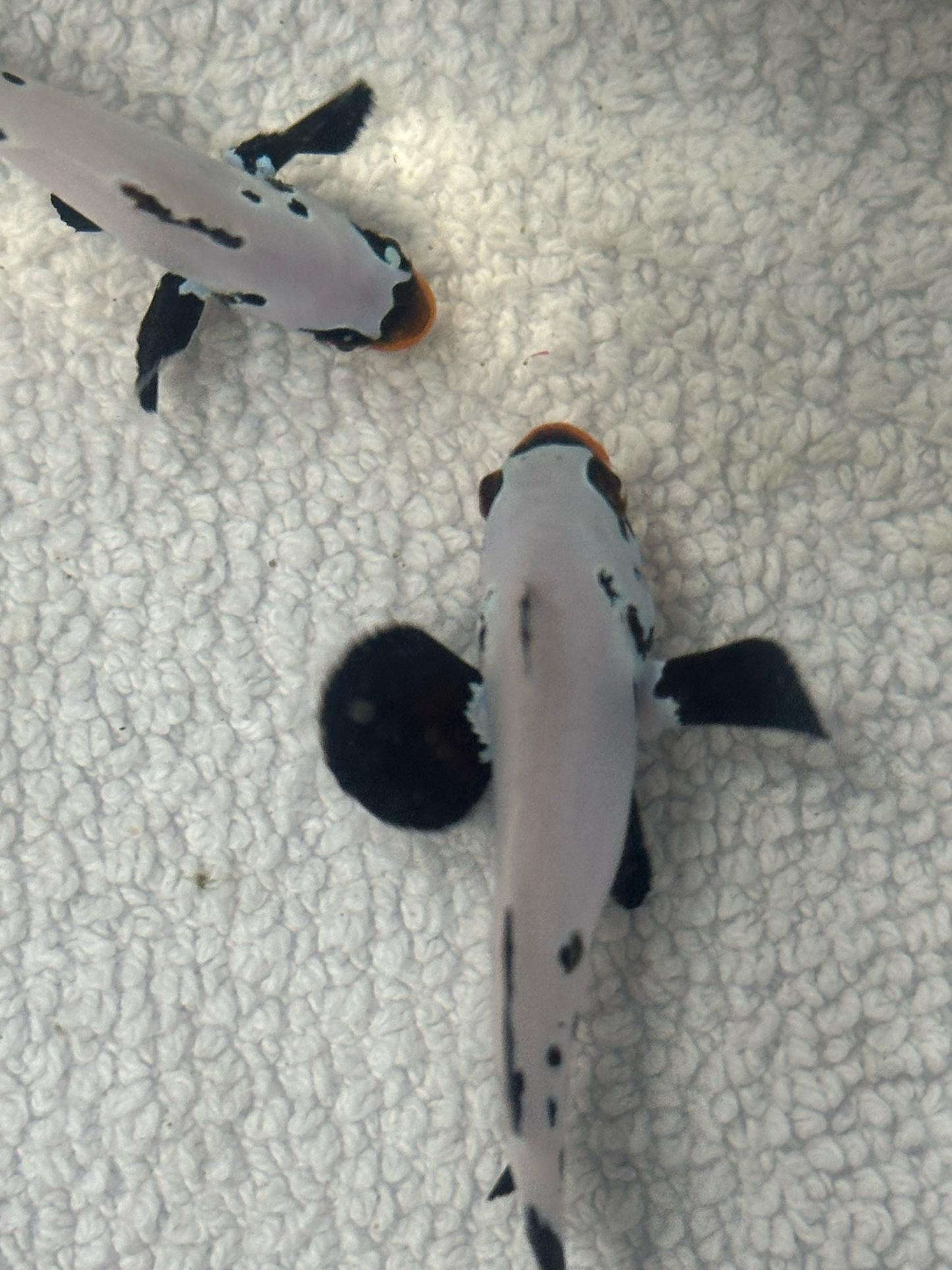 Captive Bred Sapphire Black Frostbite Clownfish Pair