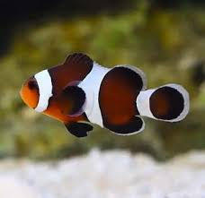 Mocha Ocellaris Clownfish