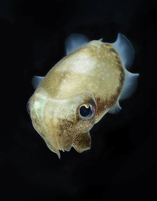 Cuttlefish baby 1/2” Quality Marine