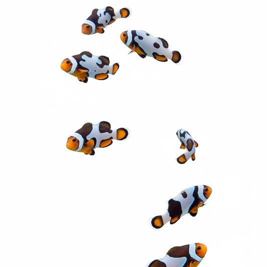 Captive Bred Assorted Designer Clownfish Percula