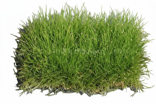 Mini dwarf hair grass on mat (Eleocharis pusilla ‘Mini’)