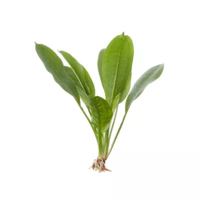 Rosette Sword – Echinodorus Parviflorus - large non potted Afishionados