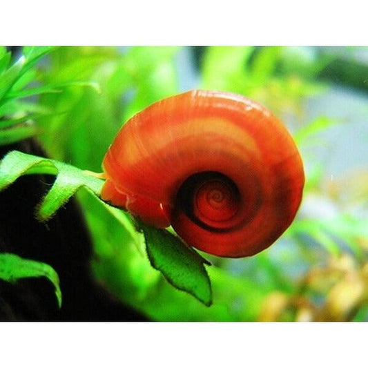 Ramshorn Snail