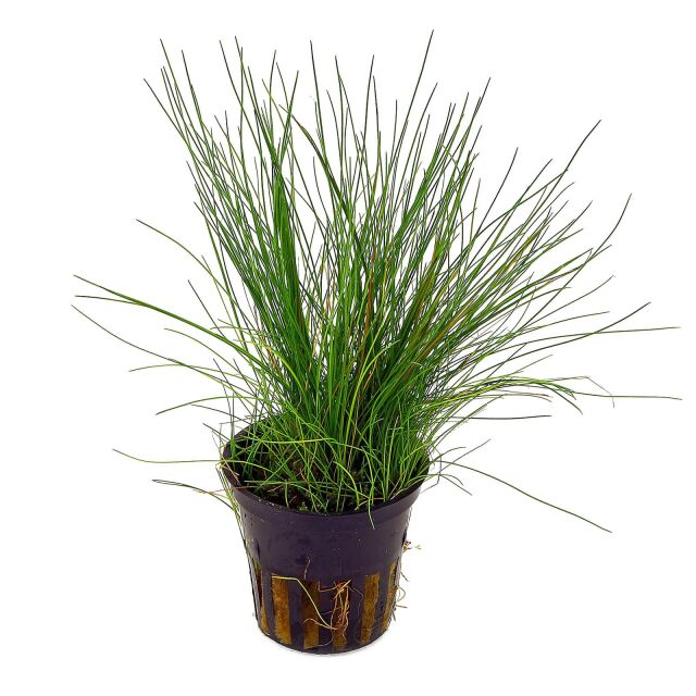 Dwarf Hairgrass Eleocharis acicularis Tropica