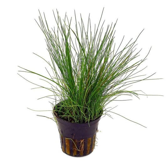 Dwarf Hairgrass Eleocharis acicularis Tropica
