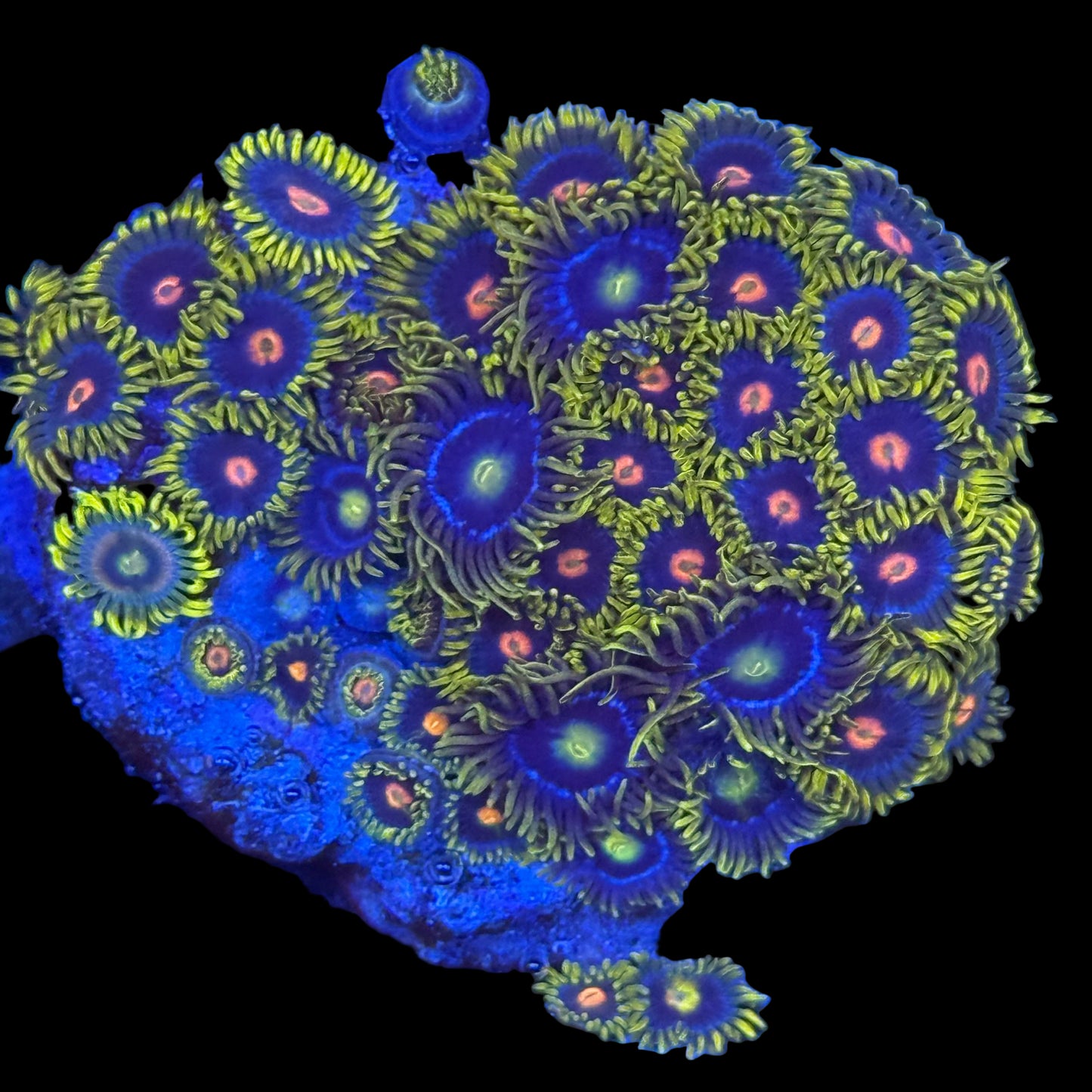 Blow Pop & Sunbeam Shuriken Zoanthids Wysiwyg