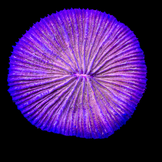 Fiji Pink Fungi plate