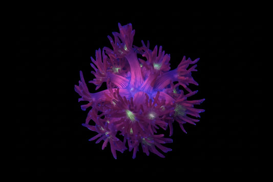 Golden Eye Goniopora wysiwyg