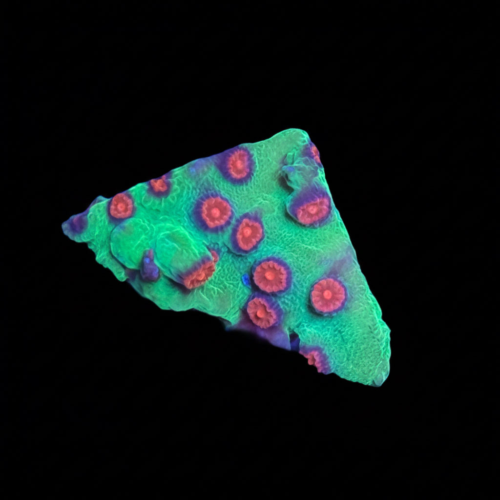 Raging Hulk Cyphastrea frags