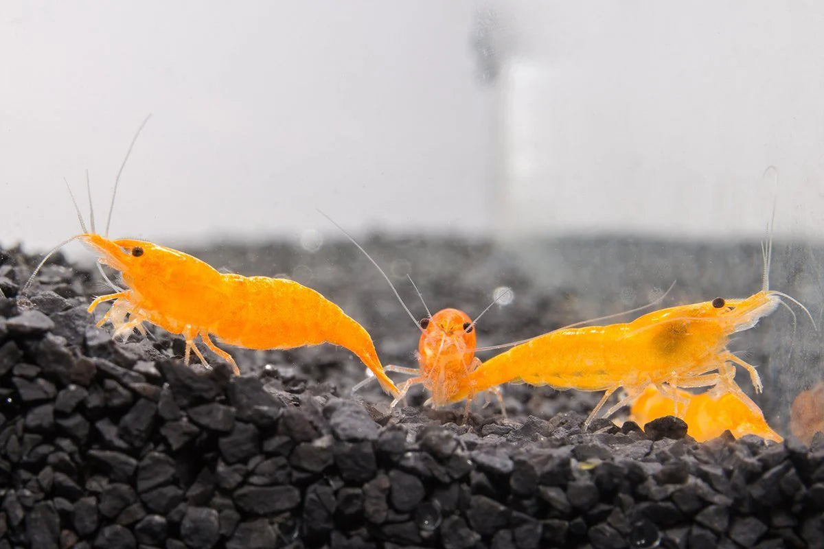 Orange Cherry Shrimp (Neocaradina davidi)