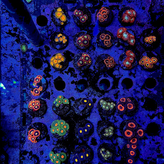 Designer Zoanthid Frags $50