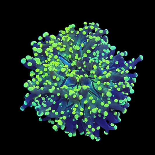 Yellow Tip Frogspawn