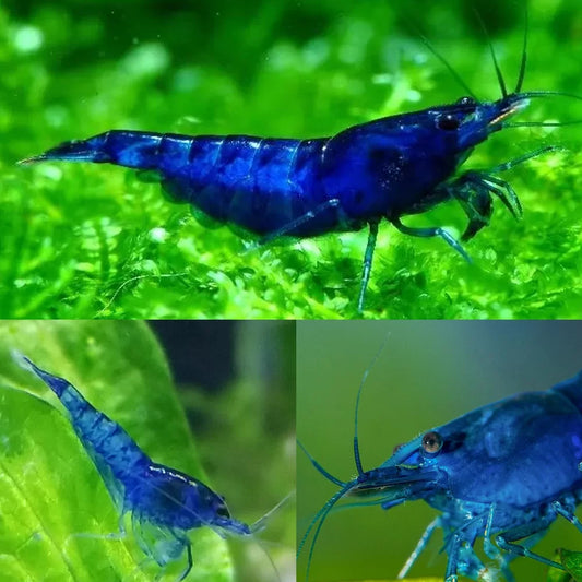 Blue Cherry Shrimp (Neocaradina davidi)