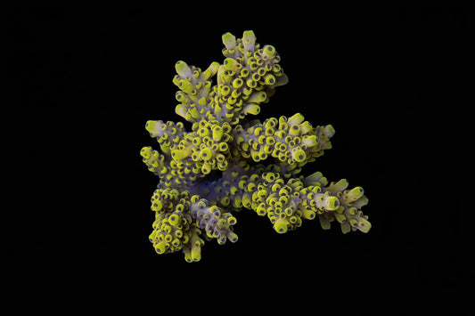 Indo Acropora Wysiwyg 4