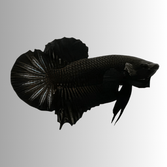 Betta Plakat Halfmoon Super black Male