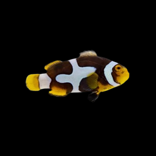 Captive Bred Onyx Clownfish Percula