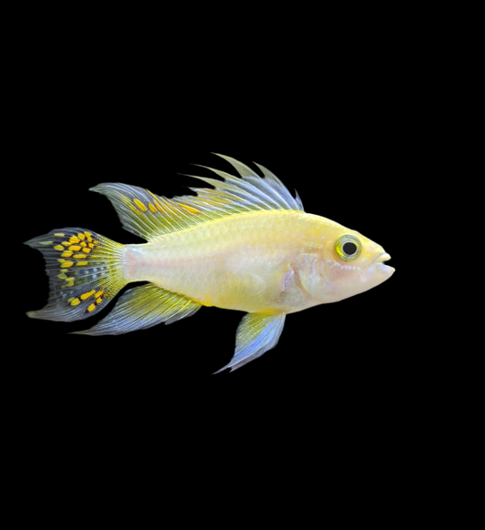 Lemon Cacatoo Dwarf Cichlid - Apistogramma cacatuoides