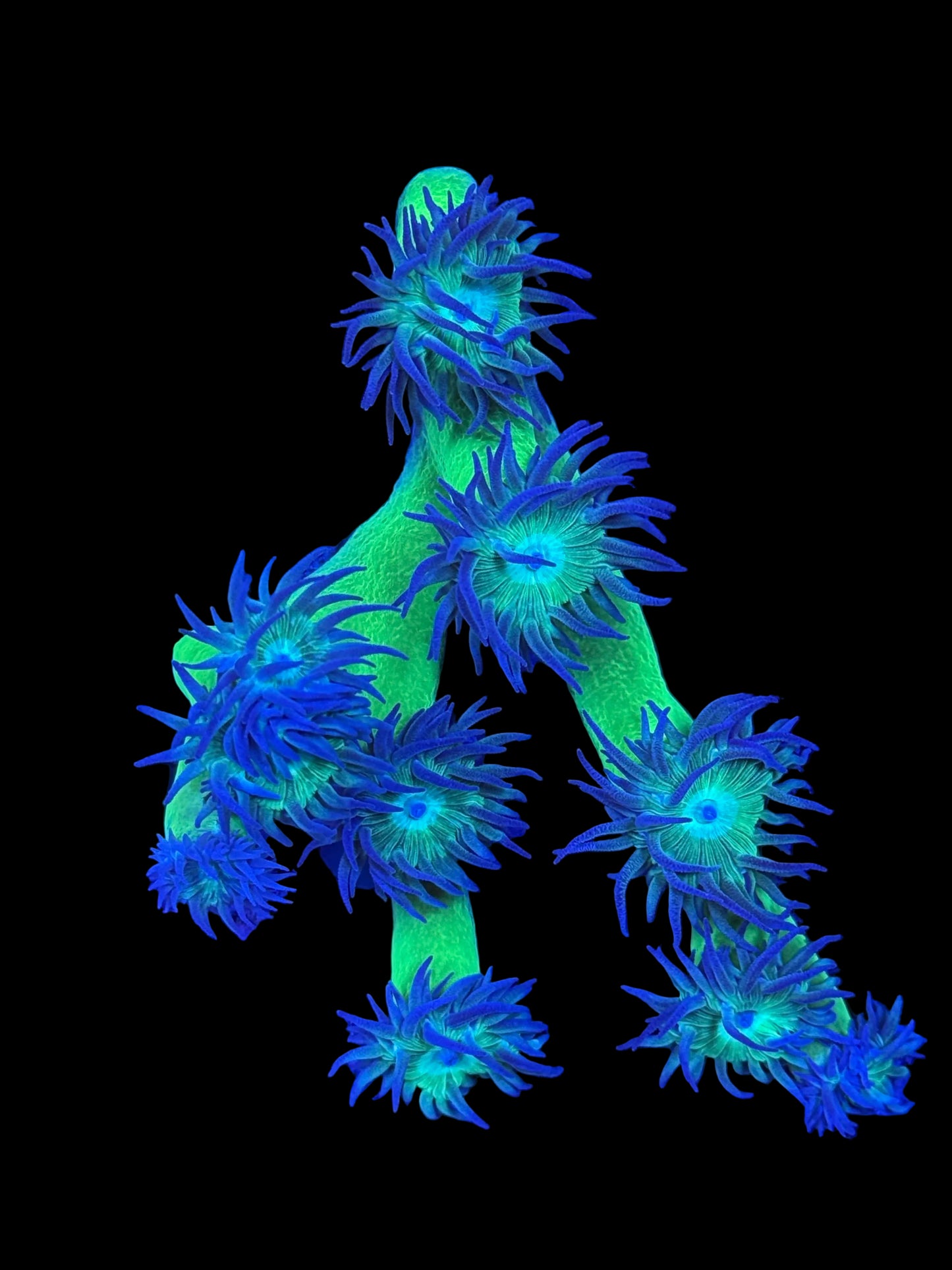 Aussie Duncan Coral Colony