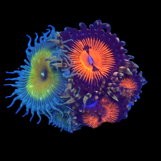Mixed Zoanthids