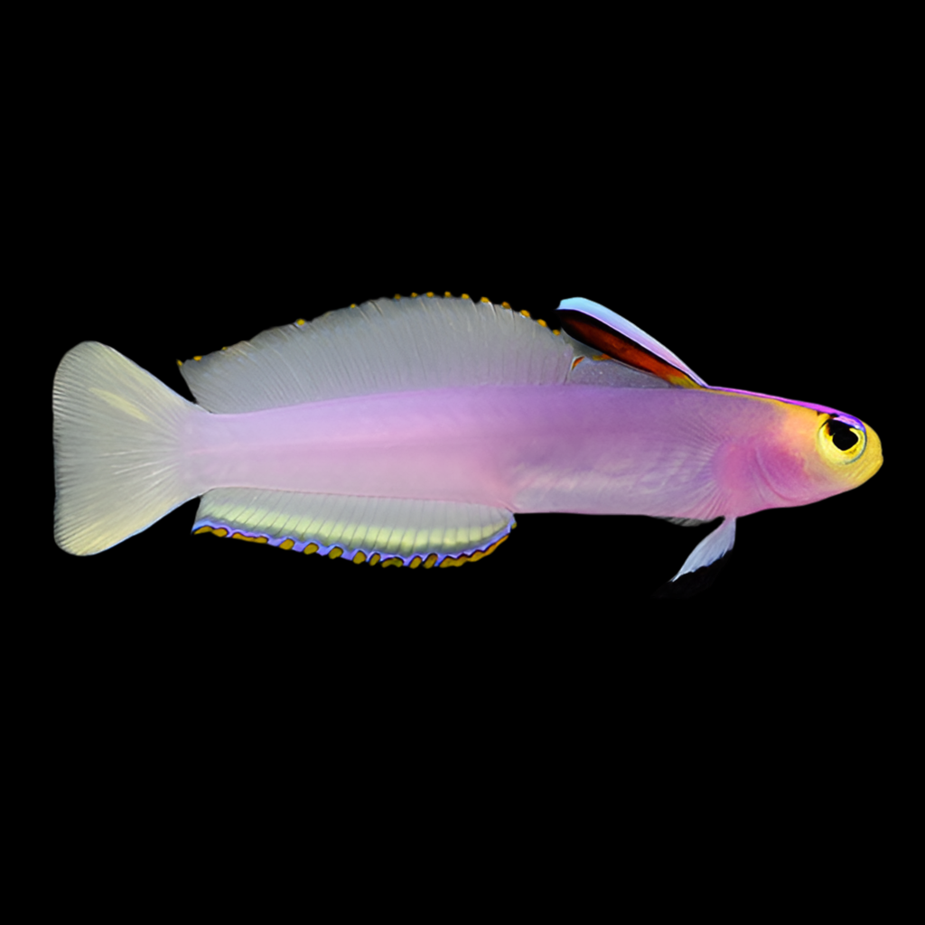 Helfrichs Firefish