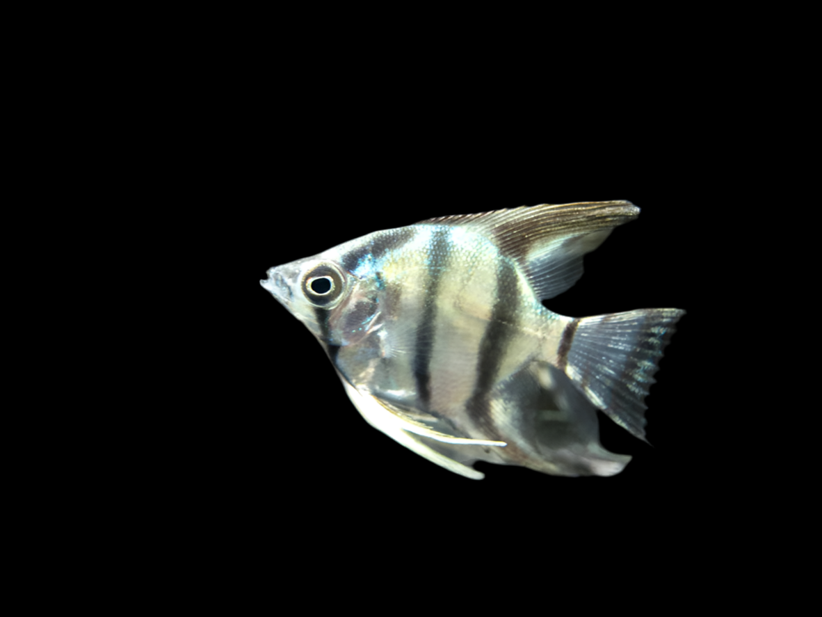 Blue Zebra Angelfish (Pterophyllum scalare)