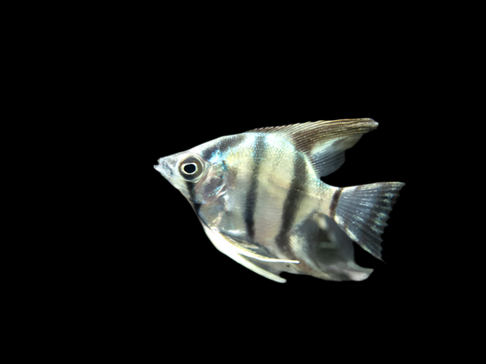 Blue Zebra Angelfish (Pterophyllum scalare)