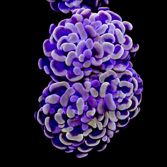 Orange Hammer Coral