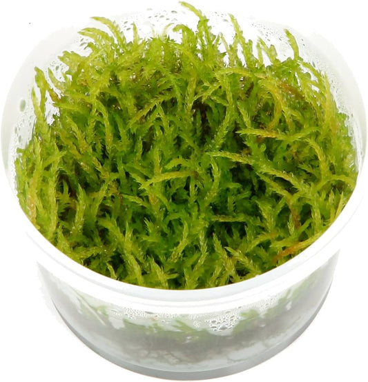 Vesicularia ferrieie "Weeping" Moss portion cup Tropica