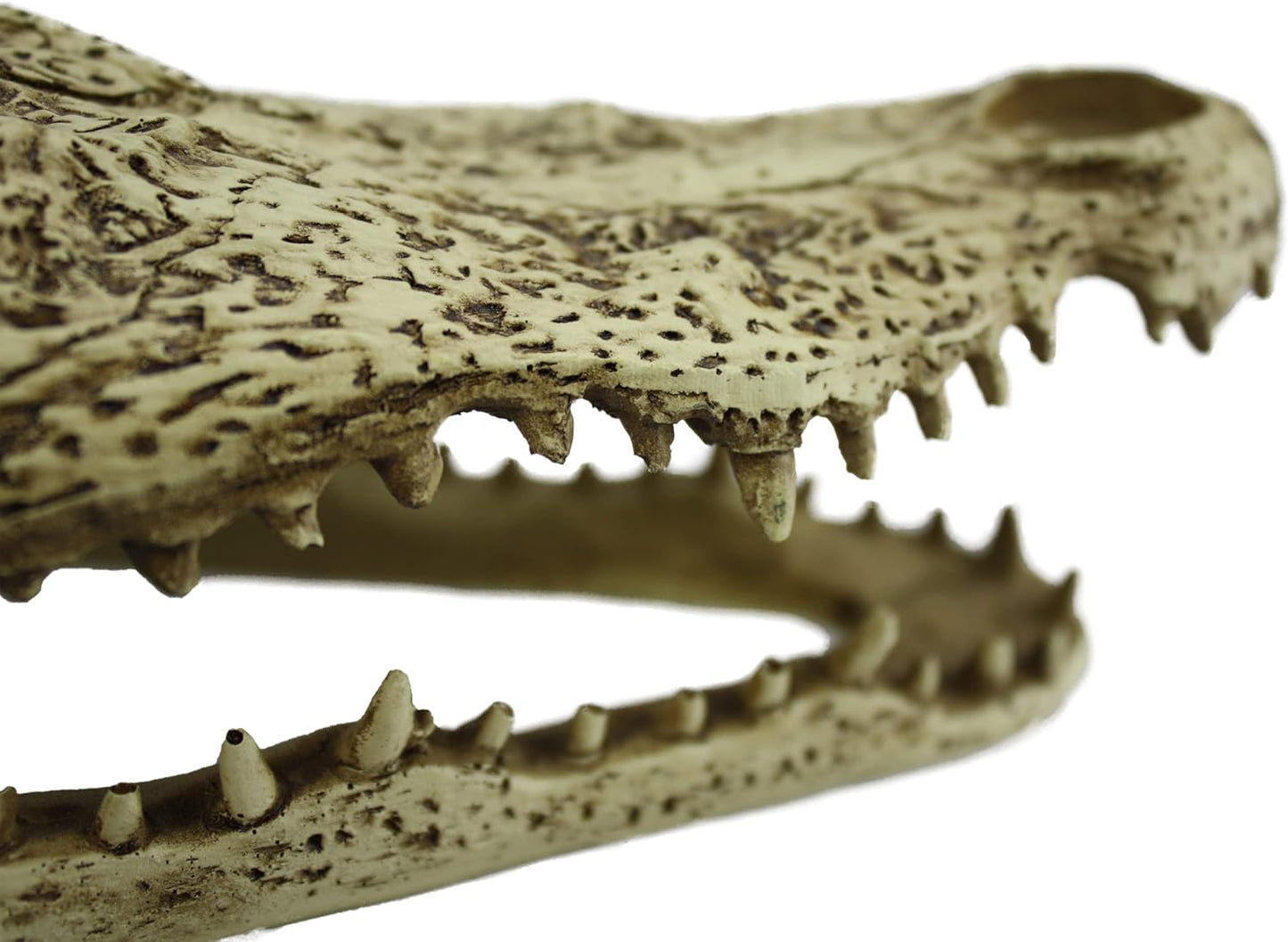 Komodo Alligator Skull Hideout - 9"