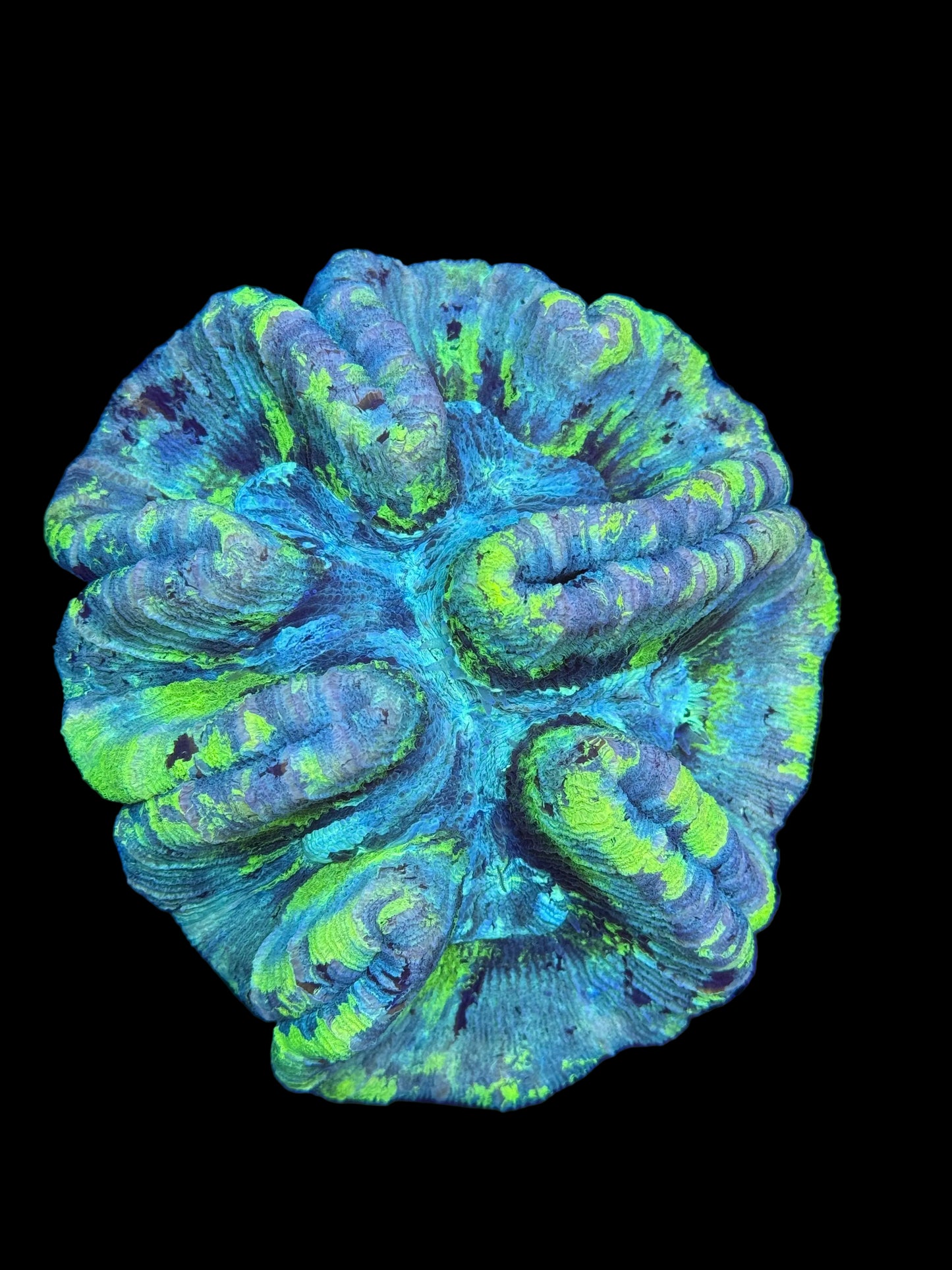 Neon splatter Wellsophyllia