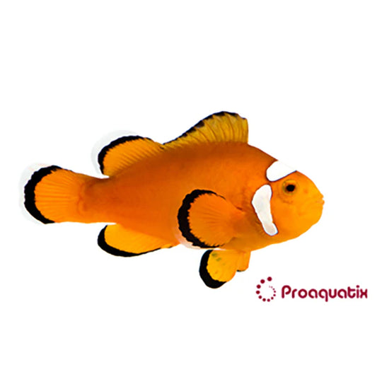 Captive Bred Extreme Misbar Ocellaris Clownfish