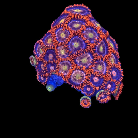 Fire & Ice Zoanthids Wysiwyg