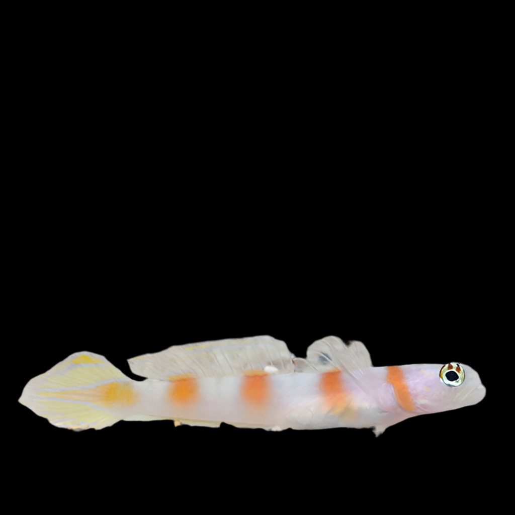 Flagtail Pinkbar Shrimp Goby