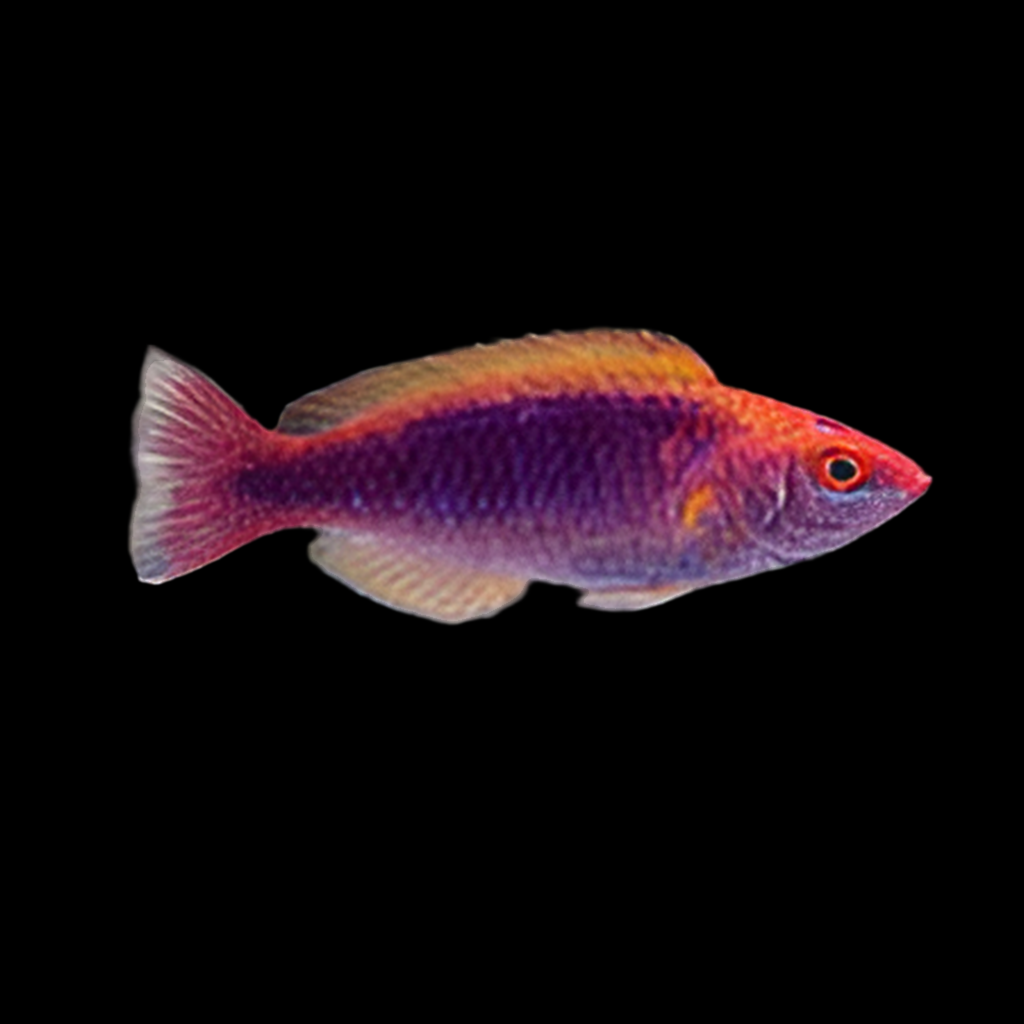 Multicolour Lubbock's Fairy Wrasse - Philippines