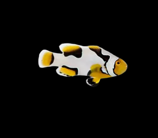 Captive Bred Premium Onyx Picasso Clownfish Ocellaris