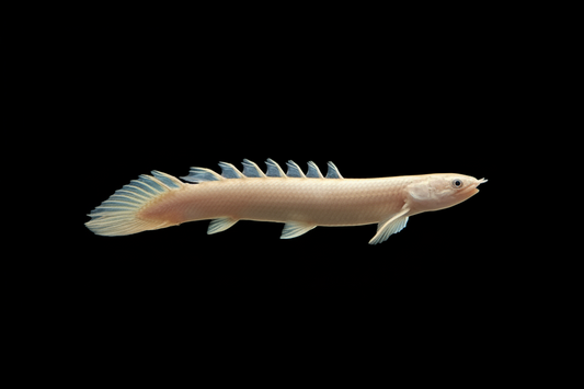 Bichir Senegalus Semi platnium - Polypterus Senegalus Indonesia