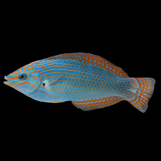 Vrolik’s Wrasse Male