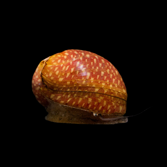 Pumpkin Striped Nerite Snail