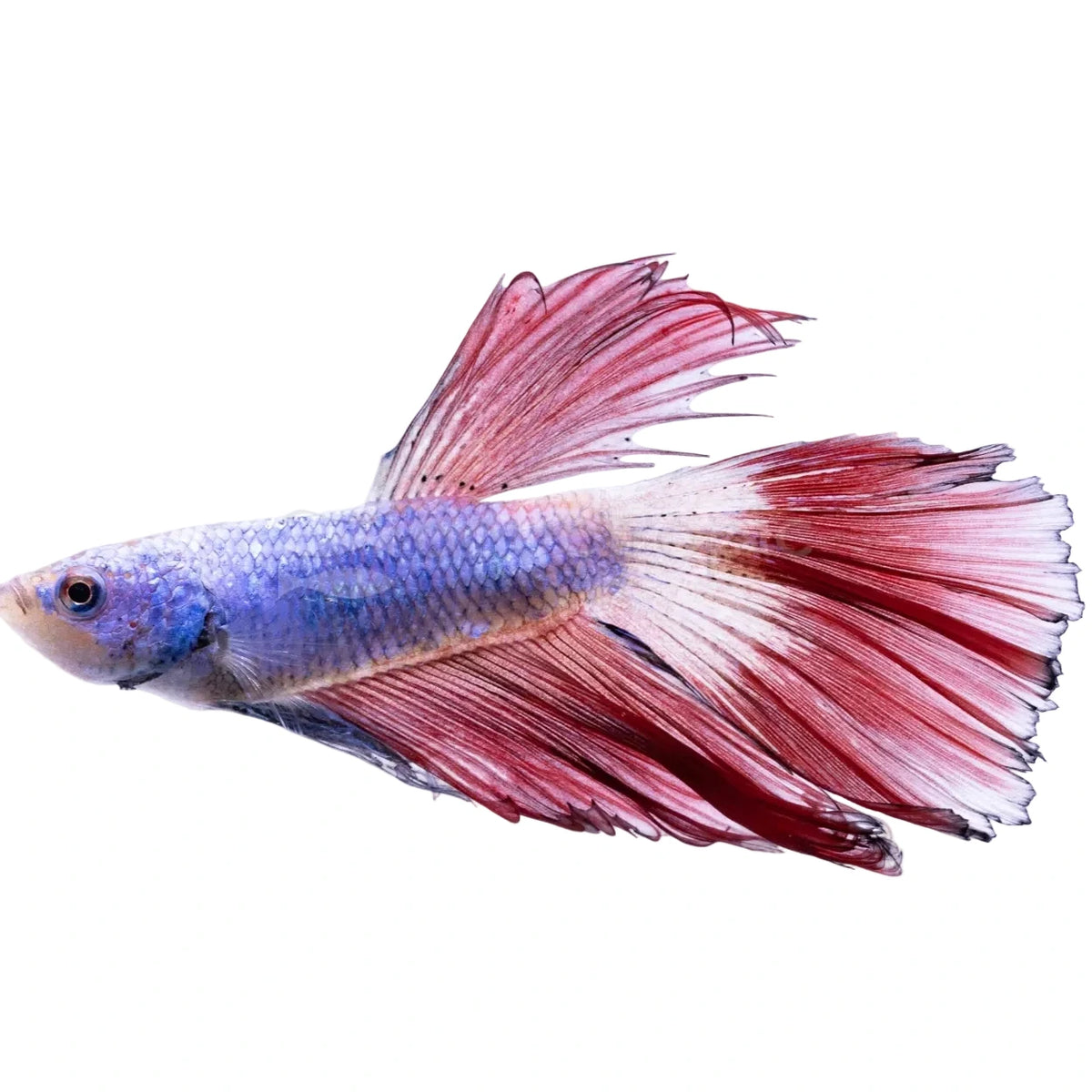 Betta Halfmoon Doubletail - male Concrete Blonde Aquatics