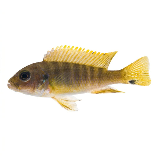 William's Ice Blue Malawi Cichlid Concrete Blonde Aquatics