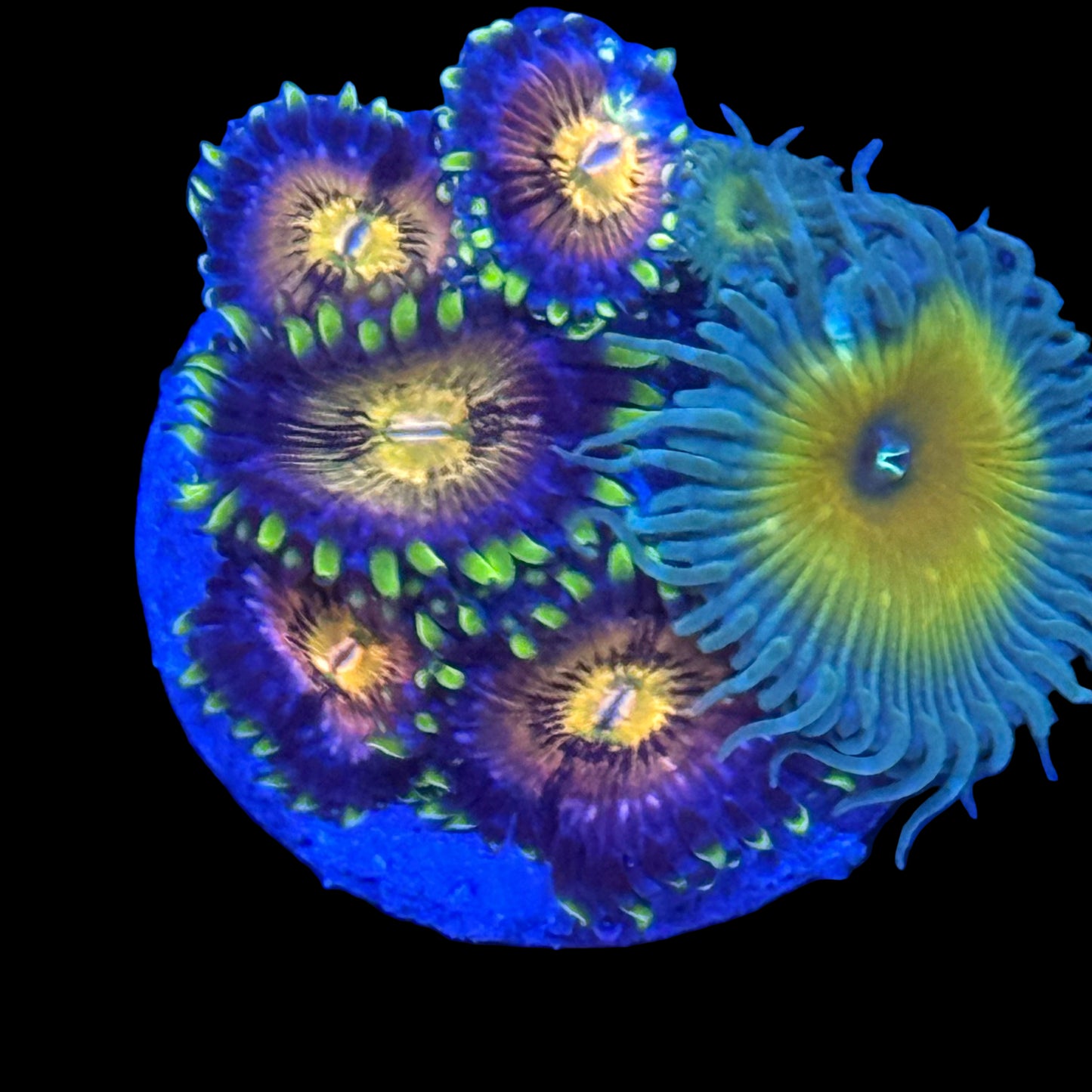 Mixed Zoanthids